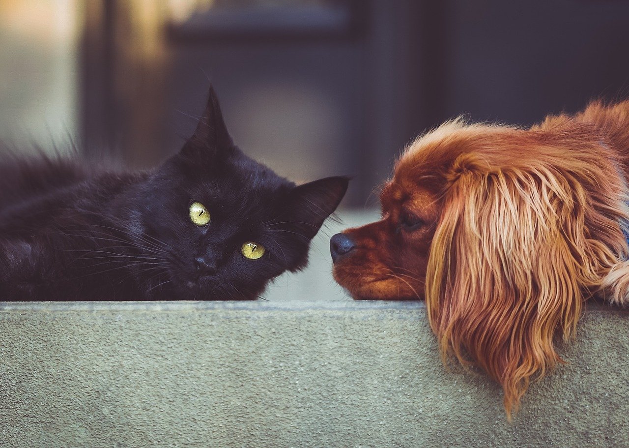 devenir veterinaire formation-pas-cher