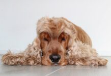 Quelle formation pour devenir toiletteur canin ? Quelle formation pour devenir toiletteur canin ?