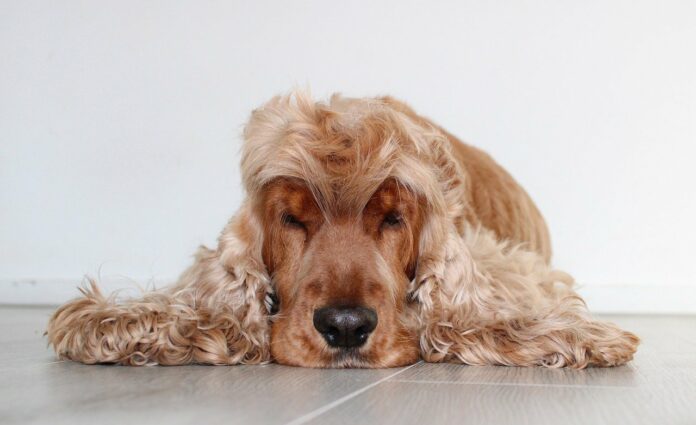 Quelle formation pour devenir toiletteur canin ?