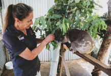 Quelle différence entre un soigneur animalier et un vétérinaire ? Quelle différence entre un soigneur animalier et un vétérinaire