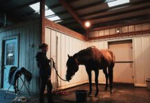 Découvrez des emplois équestres passionnants et vivez votre passion professionnellement équitation