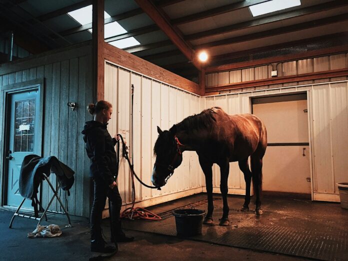 équitation