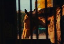 Palefrenier, un métier de passion au cœur de la filière équestre Palfrenier